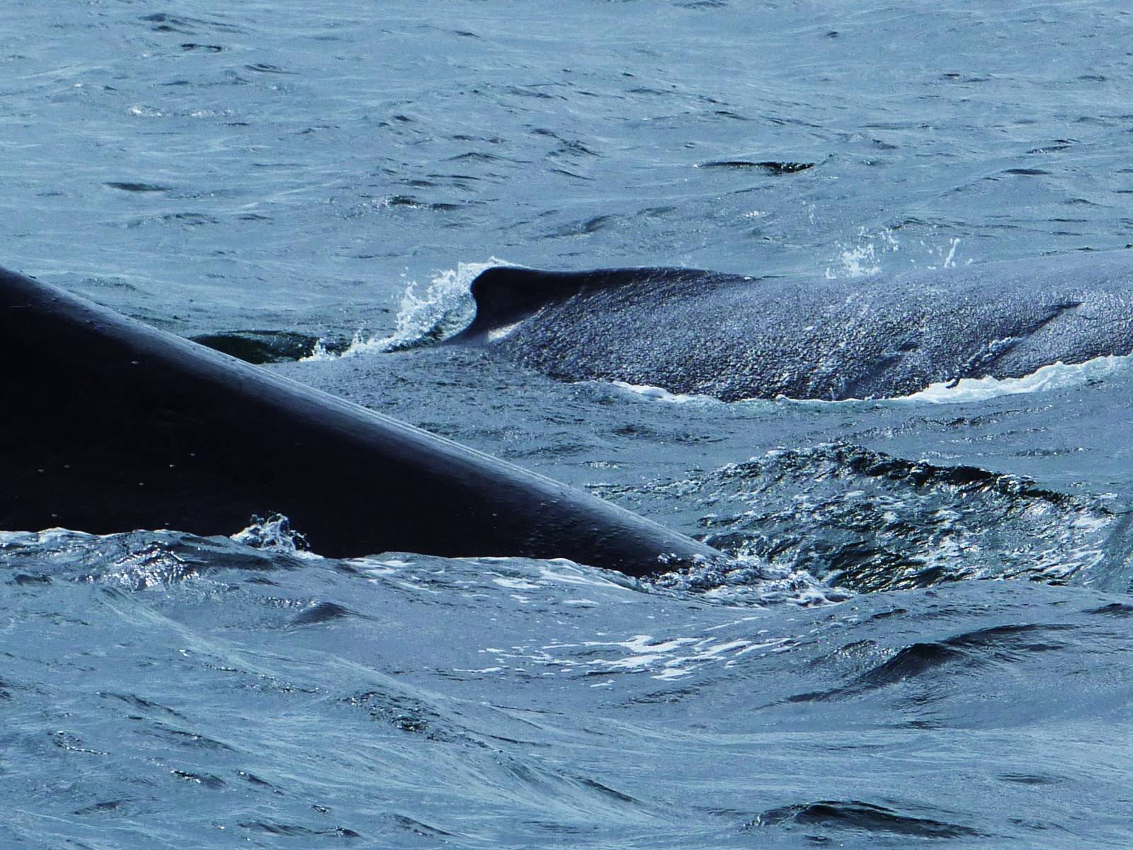 Humpback Whales nr Montague Island, Narooma, NSW