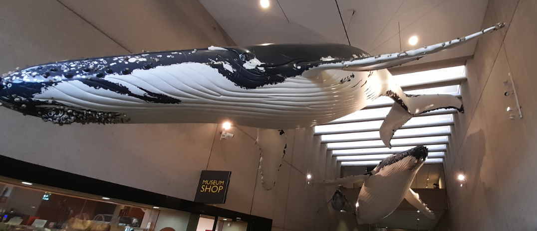 Humpback Whales - Queensland Museum