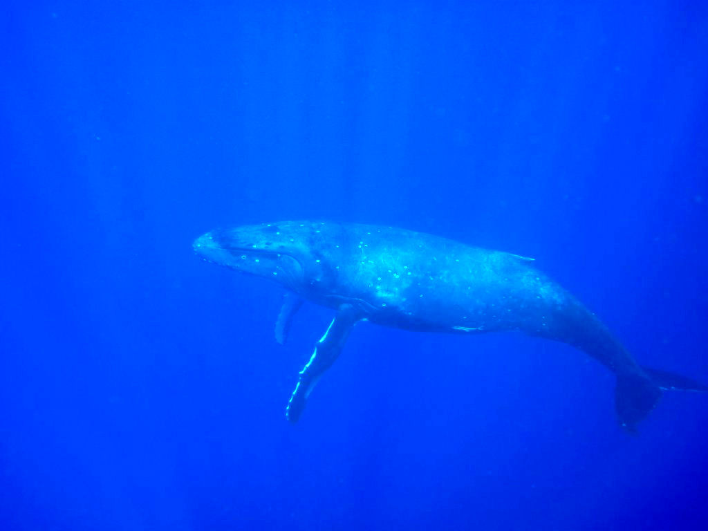 Humpback Whales