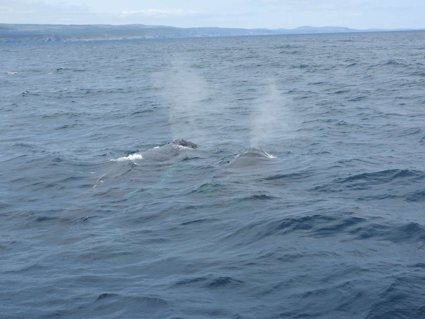 Humpback Whales