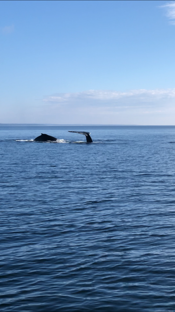 Humpback Whales