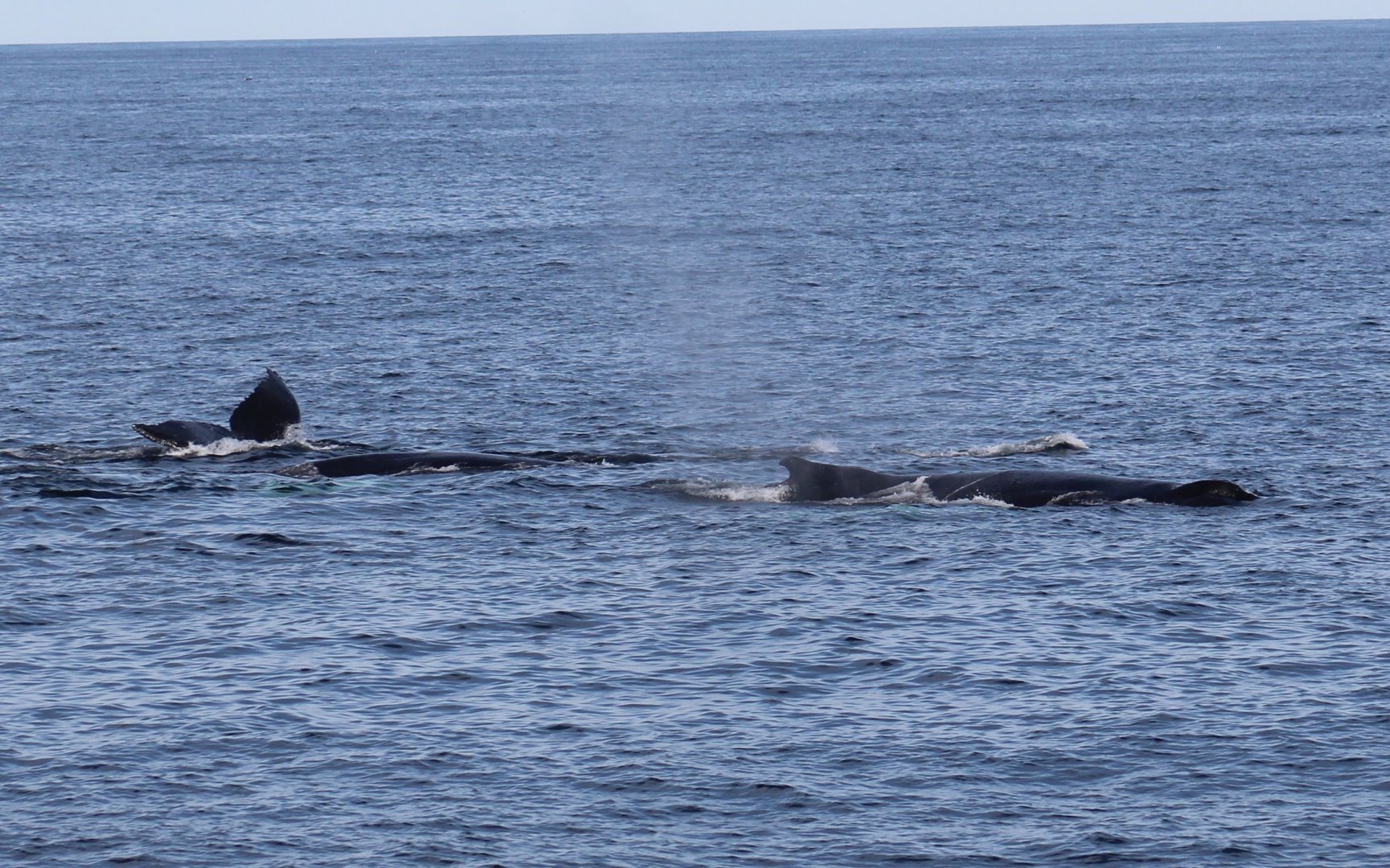 Humpback Whales