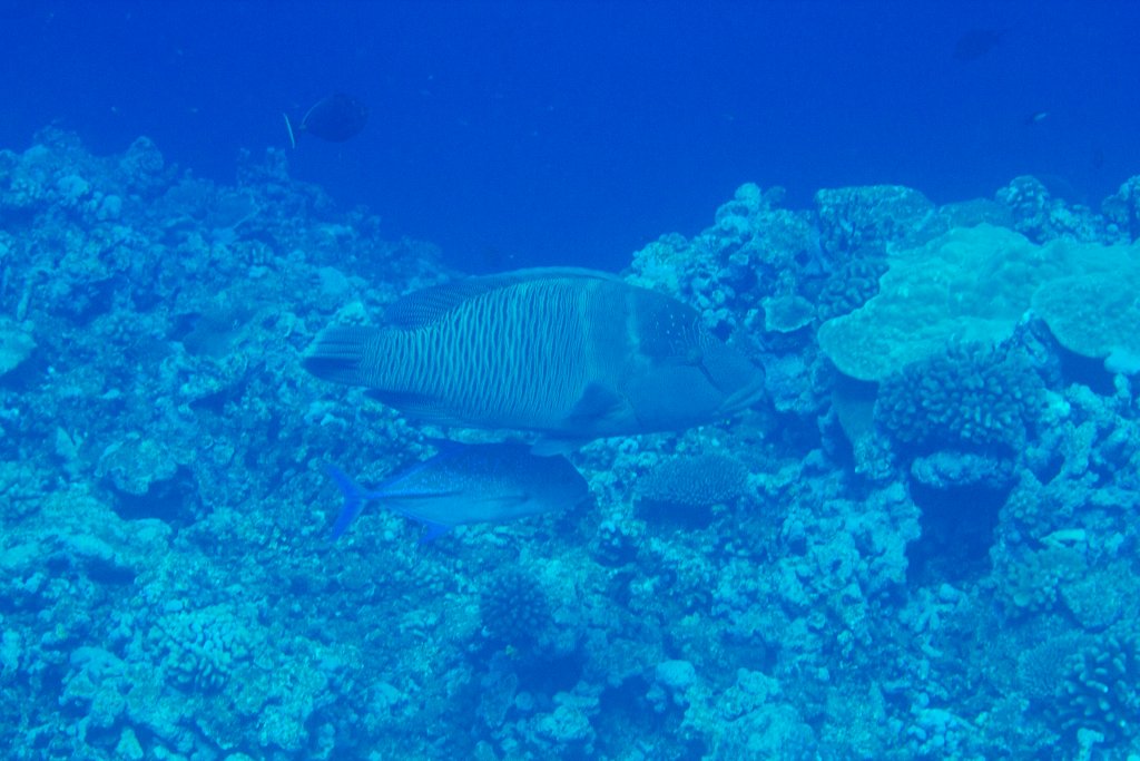 Humpback Wrasse (Cheilinus undulatus)