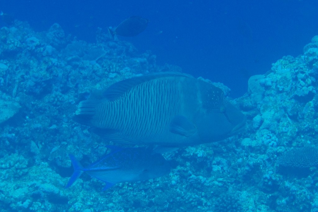 Humpback Wrasse (Cheilinus undulatus)