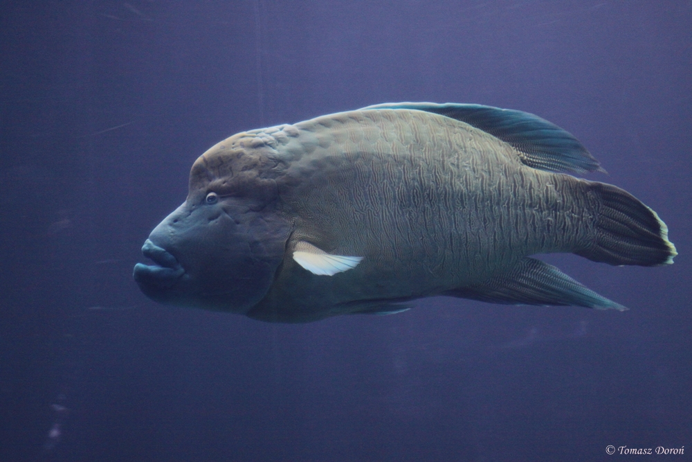 Humpback Wrasse (Cheilinus undulatus)