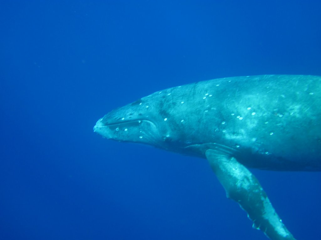 Humpback