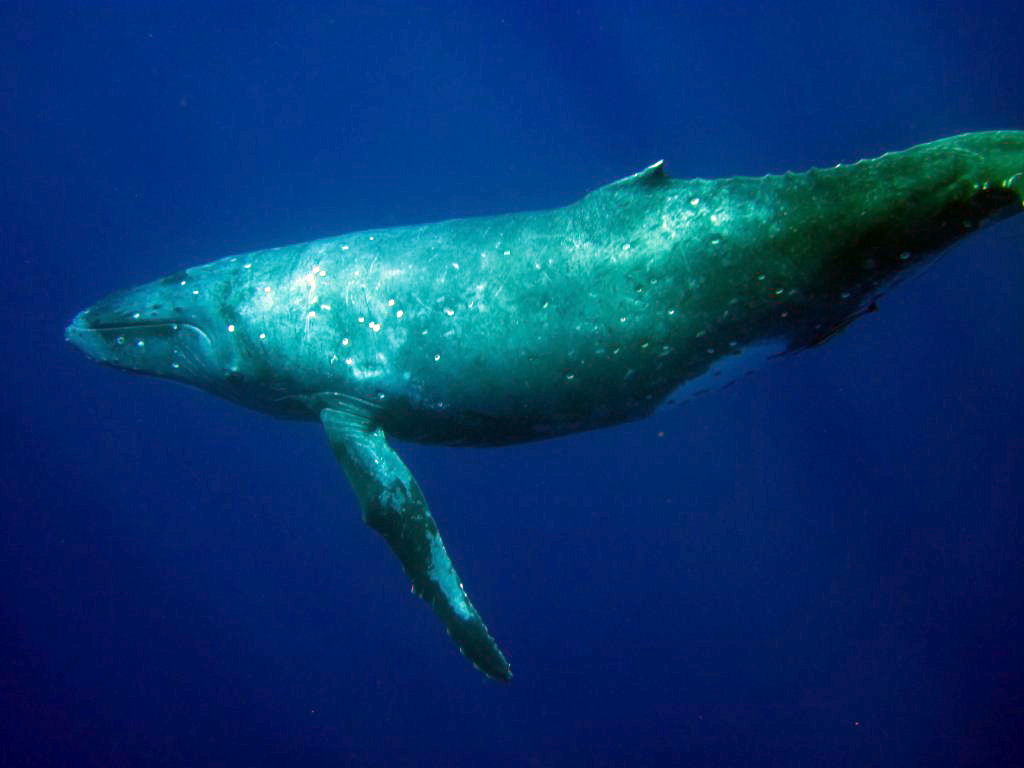 Humpback