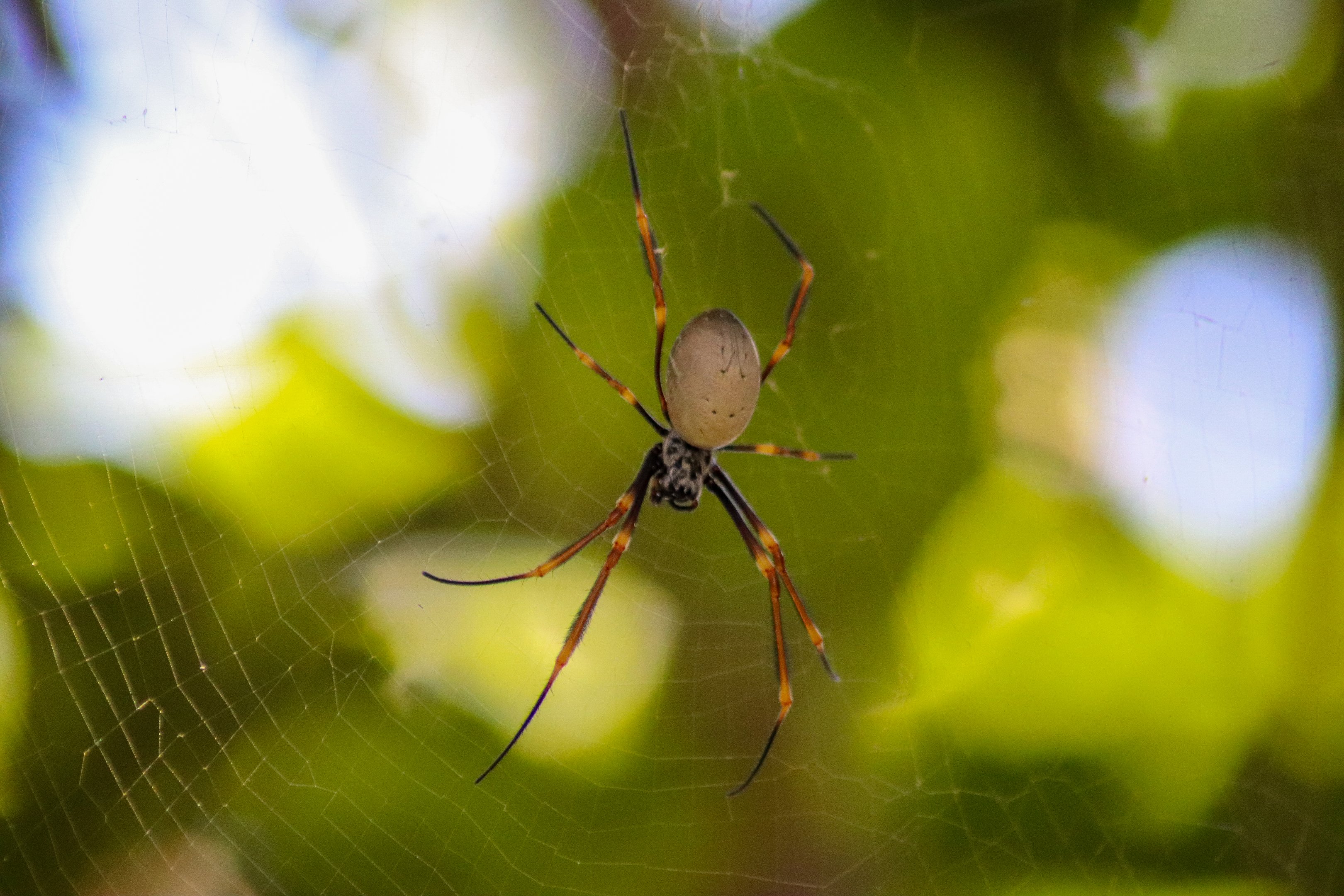 Humped Golden Orb-weaver (Nephila plumipes)