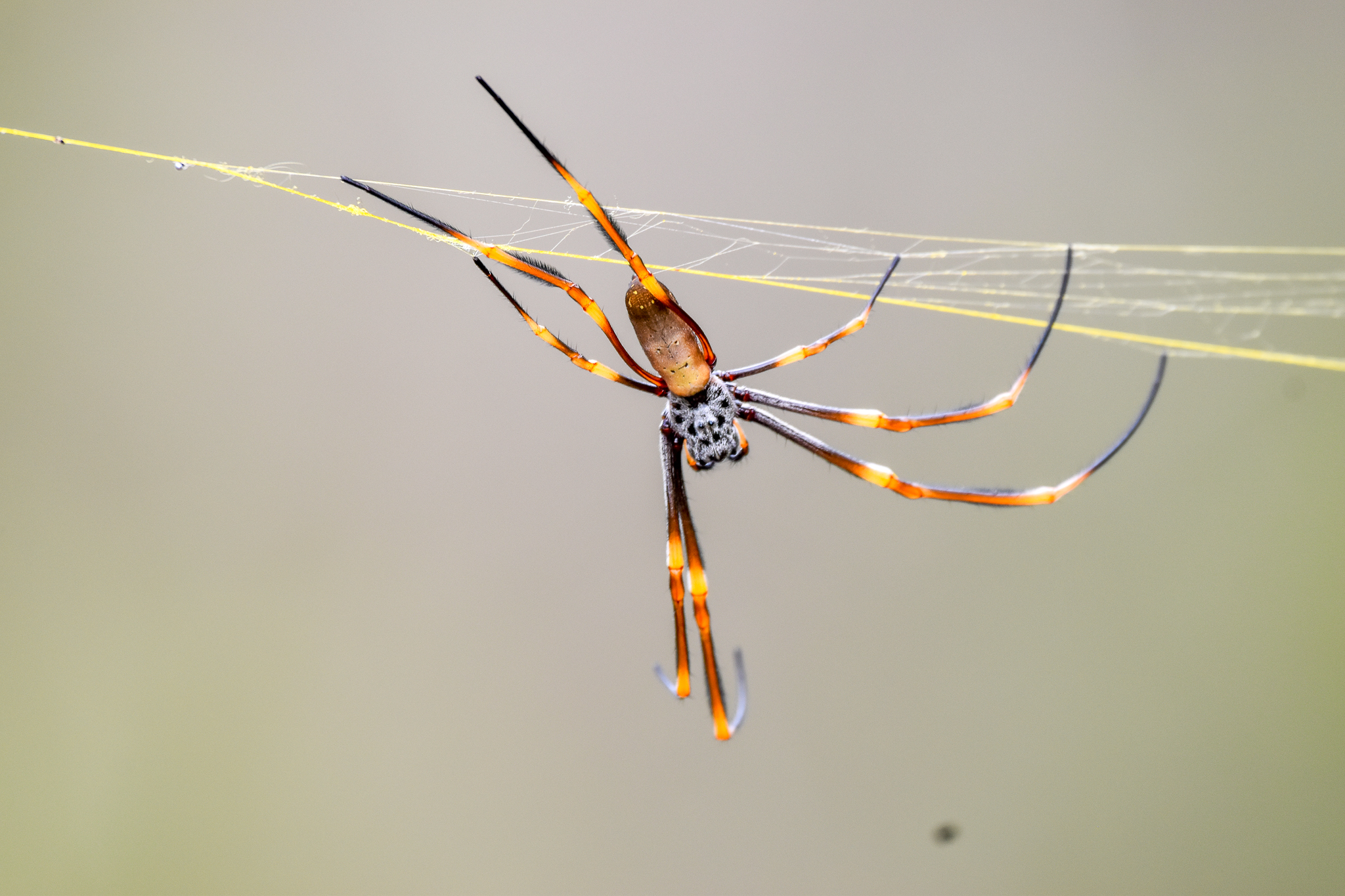 Humped Golden Orb-Weaver, Trichonephila plumipes
