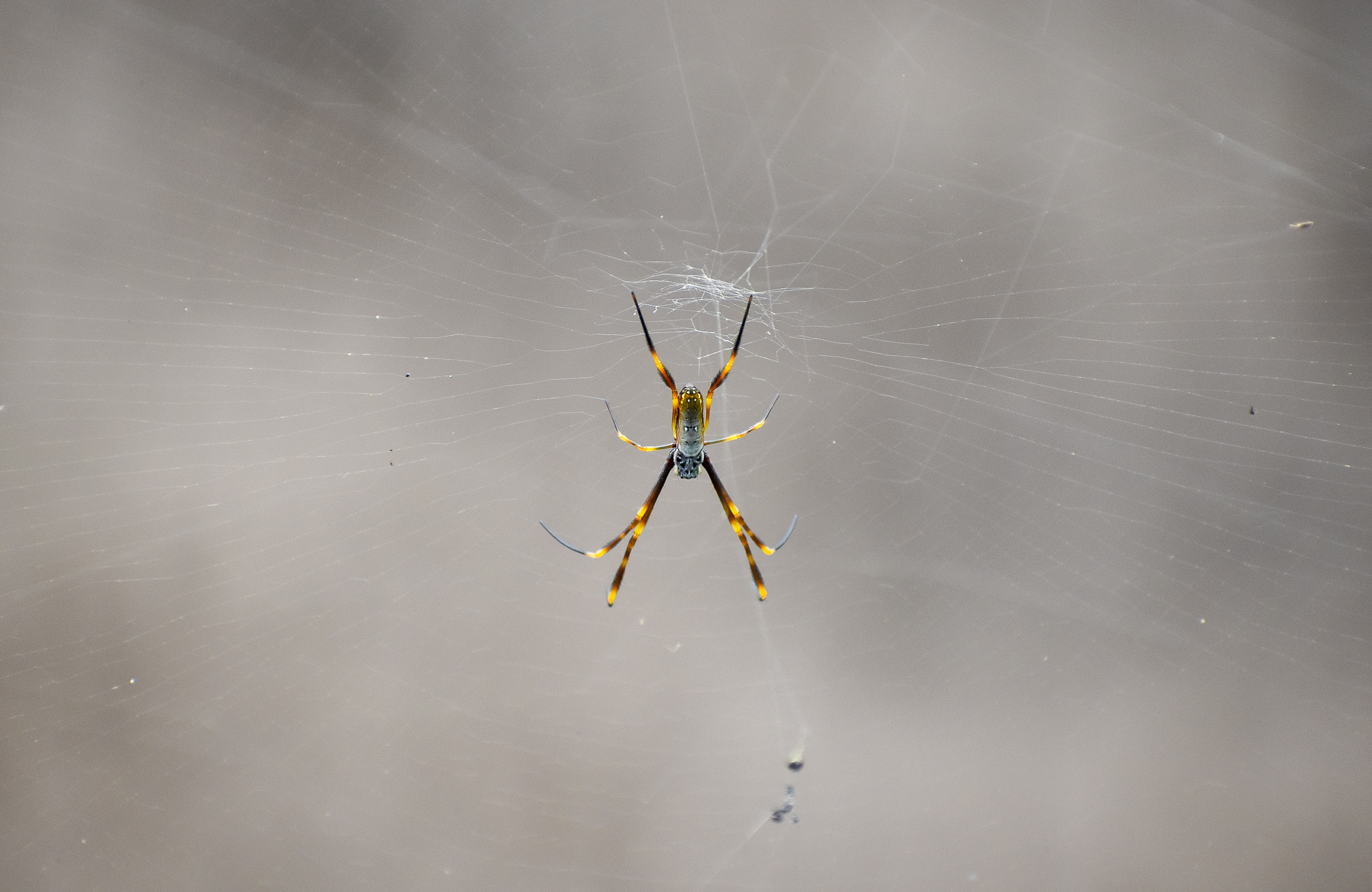 Humped Golden Orb-weaving Spider (Nephila plumipes)