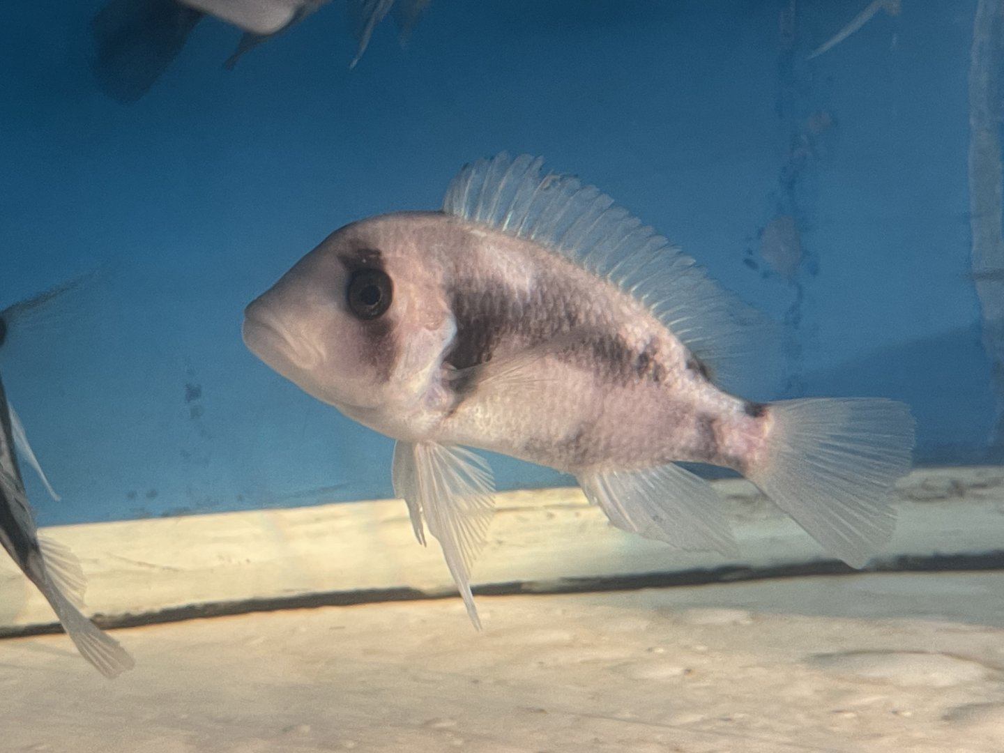 humphead cichlid (black widow morph) (cyphotilapia frontosa) (1)