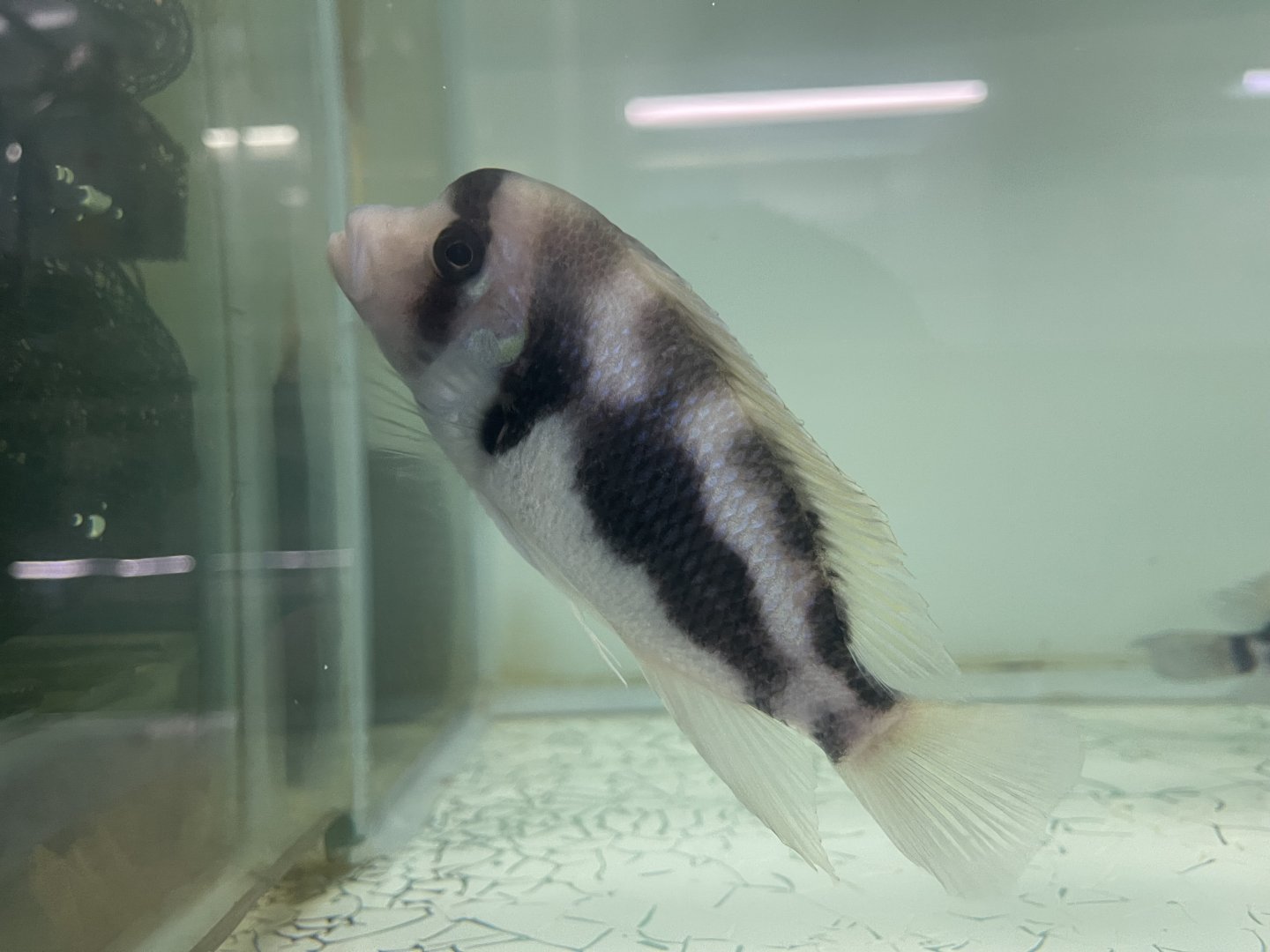 humphead cichlid (black widow morph) (cyphotilapia frontosa) (2)