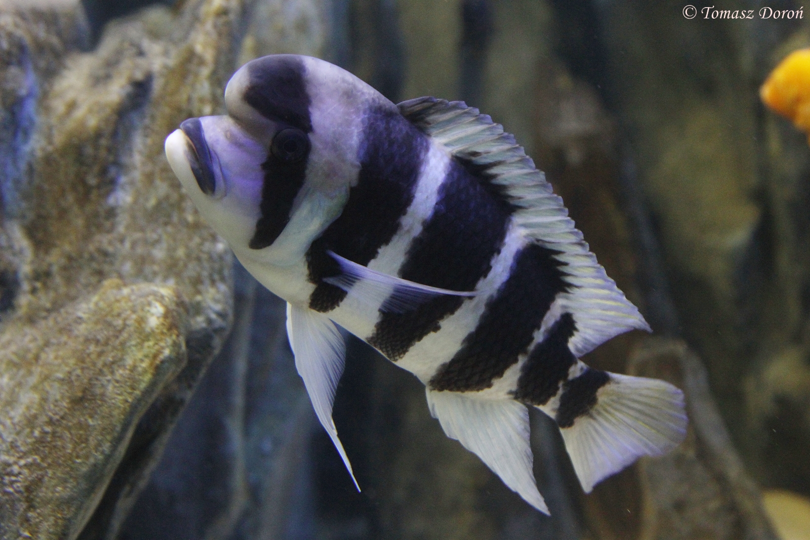 Humphead Cichlid (Cyphotilapia frontosa), 30. Dezember 2014 at Zoo Zamosc