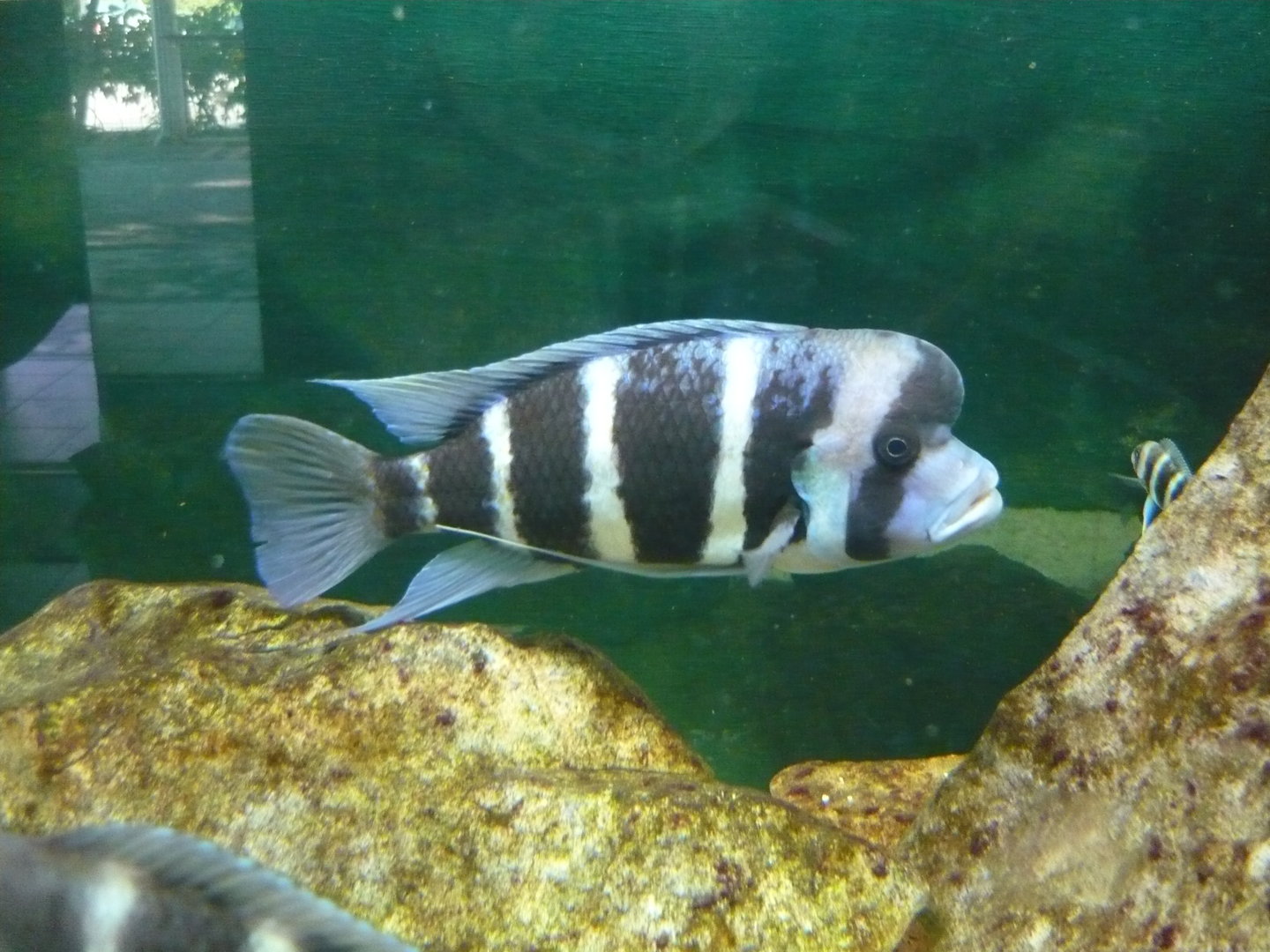 Humphead cichlid (Cyphotilapia frontosa)