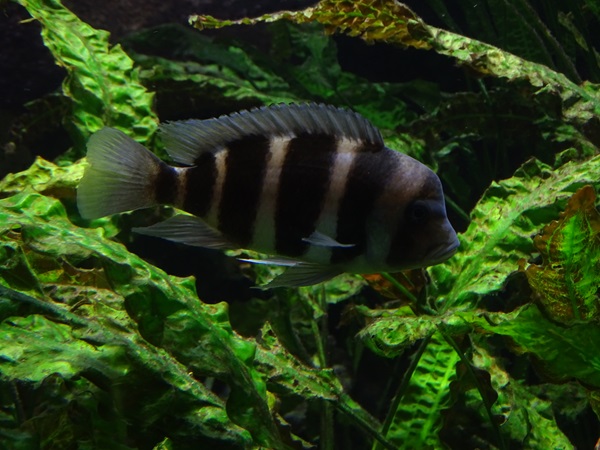 Humphead cichlid (Cyphotilapia frontosa)