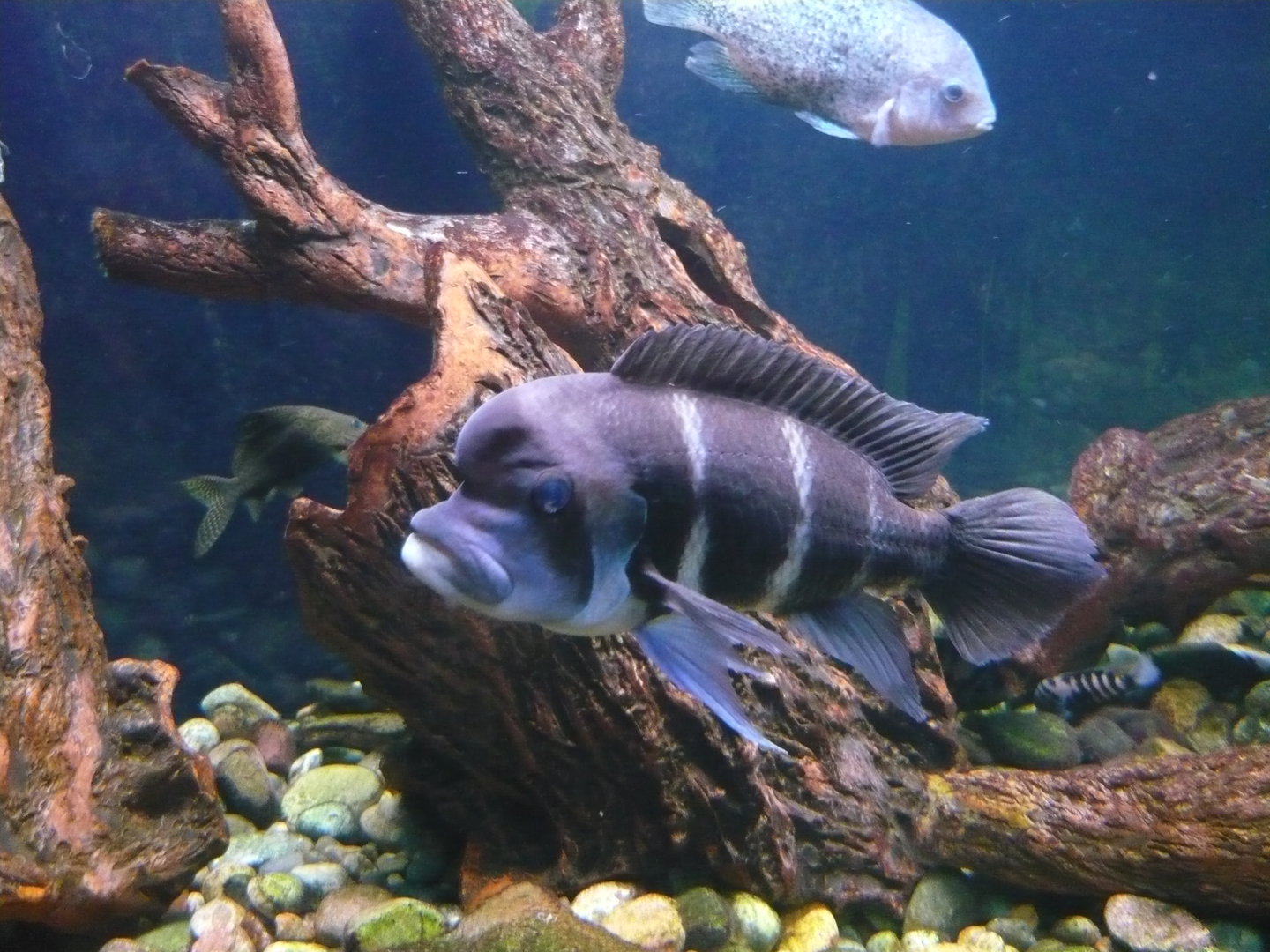 Humphead cichlid