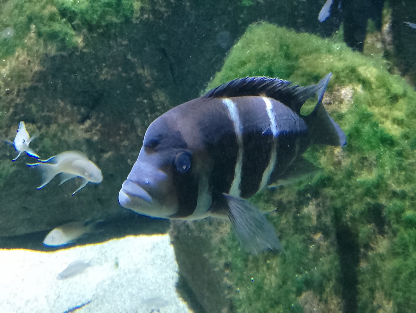 Humphead cichlid