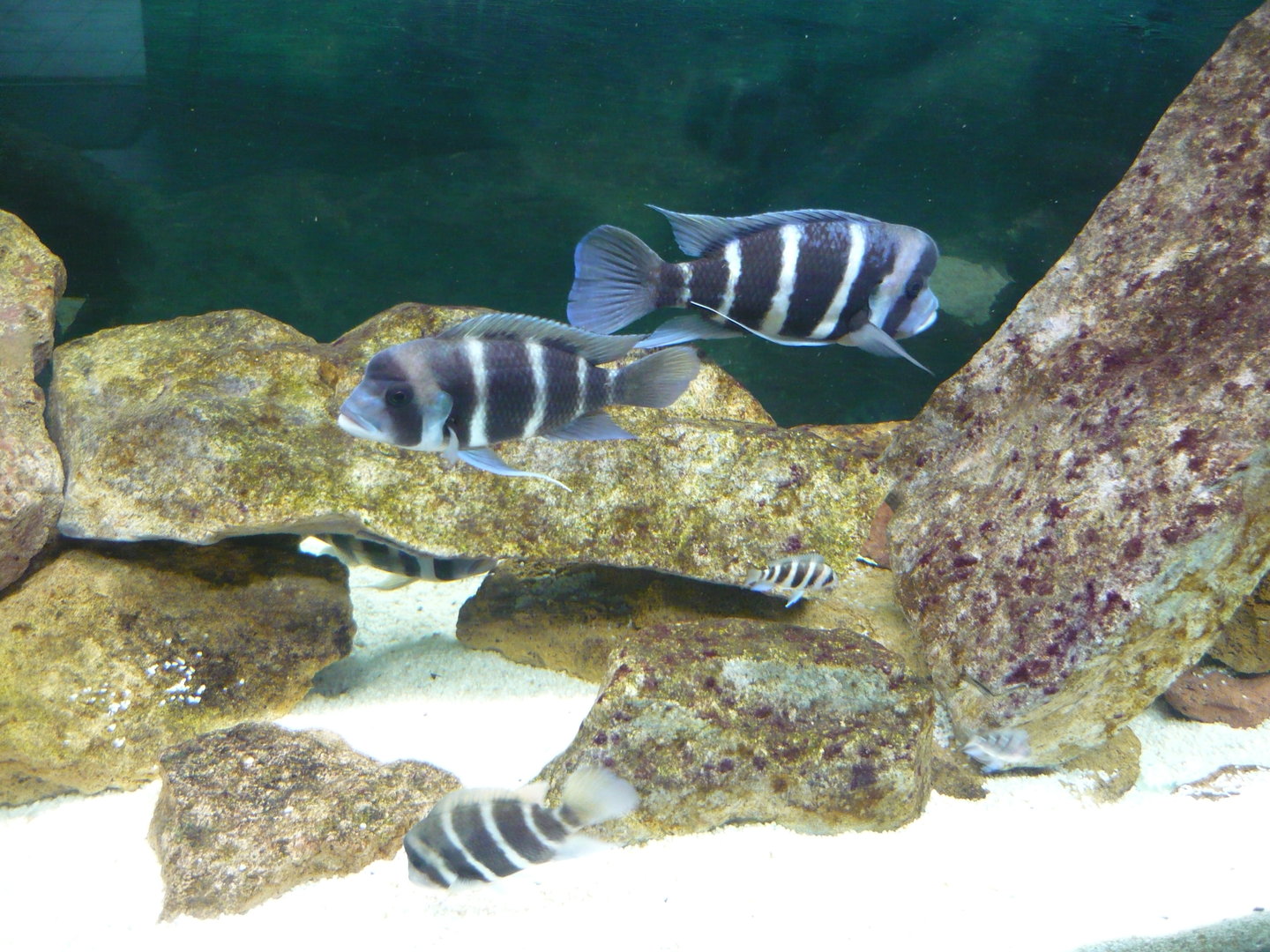Humphead cichlids