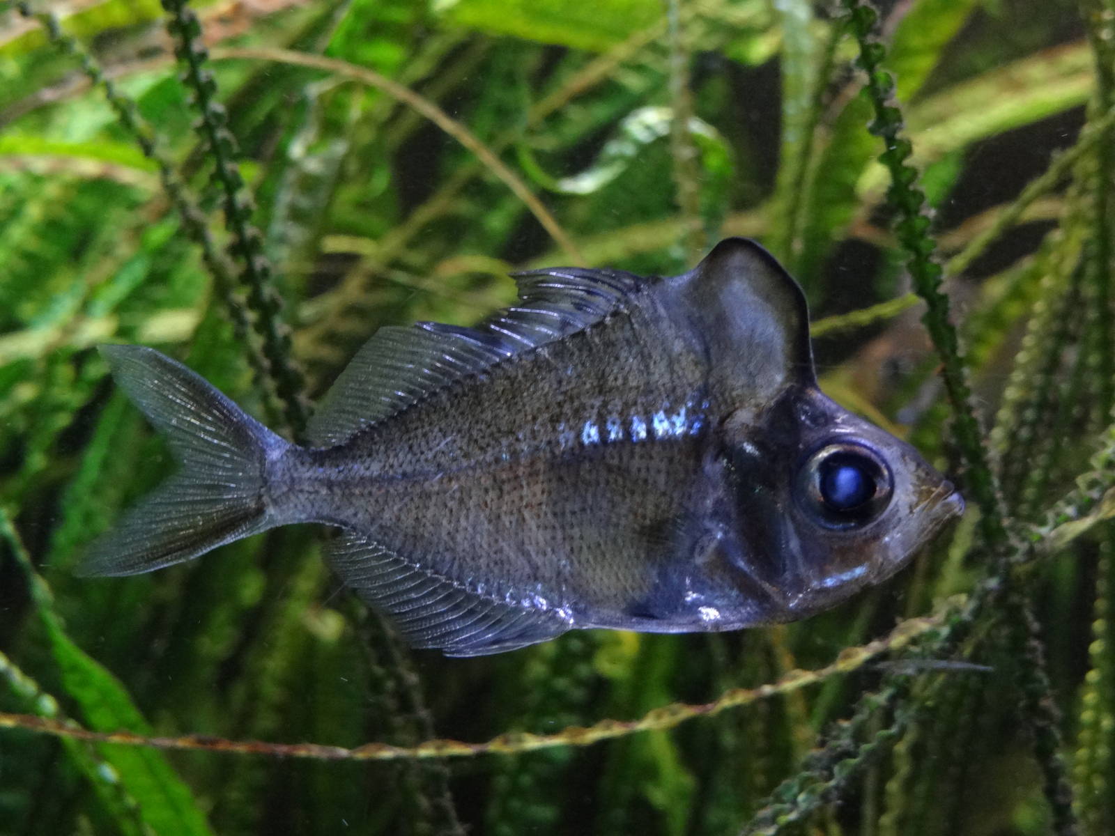 Humphead glassfish (Parambassis pulcinella)