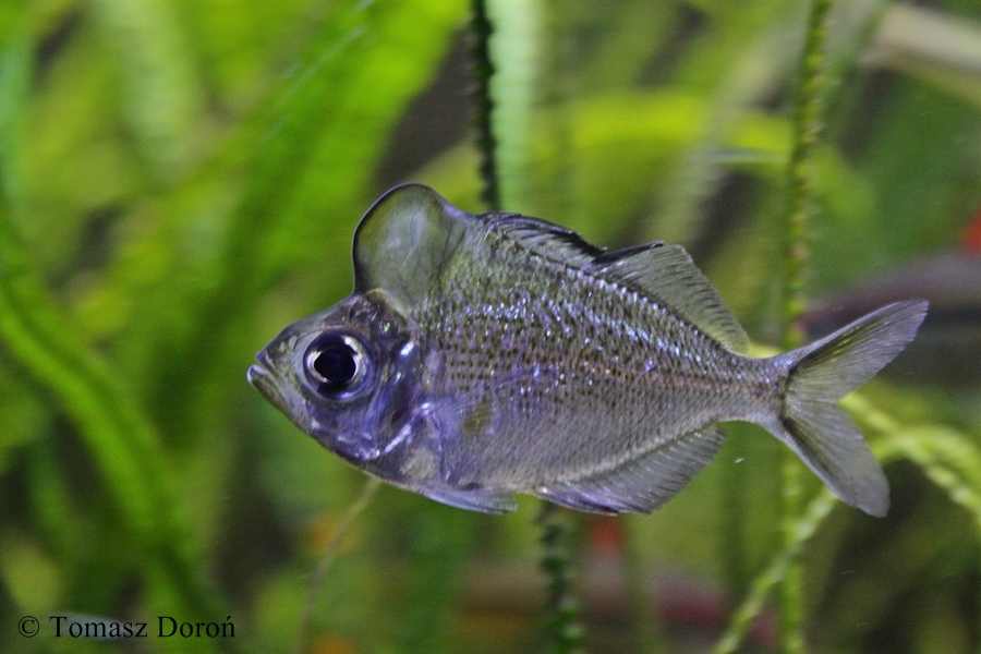 Humphead Glassfish (Parambassis pulcinella)