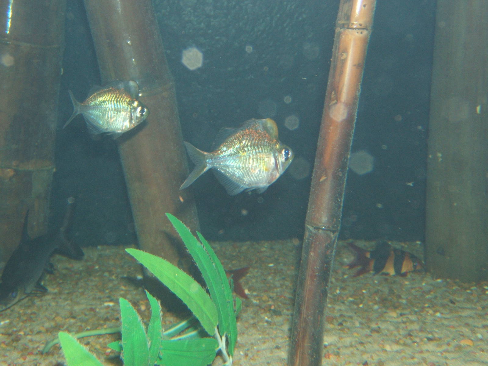 Humphead Glassfish (Parambassis putcinella)