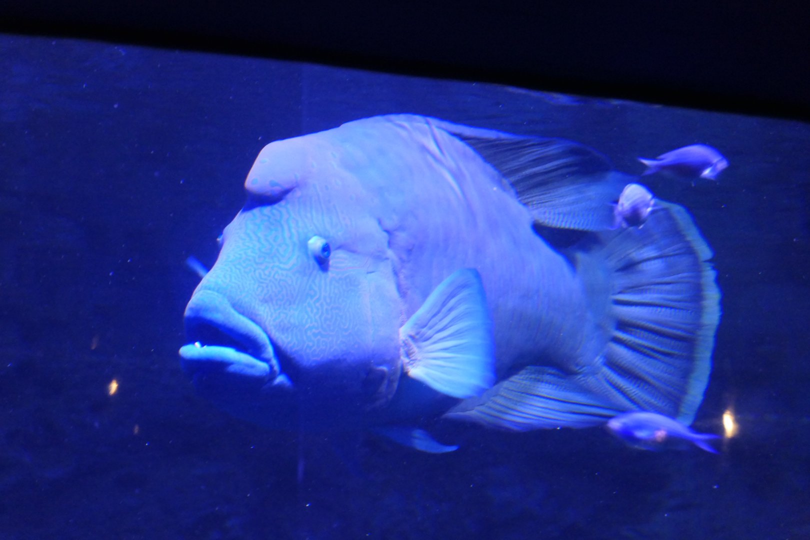 Humphead Maori Wrasse (Crassilabrus undulatus)
