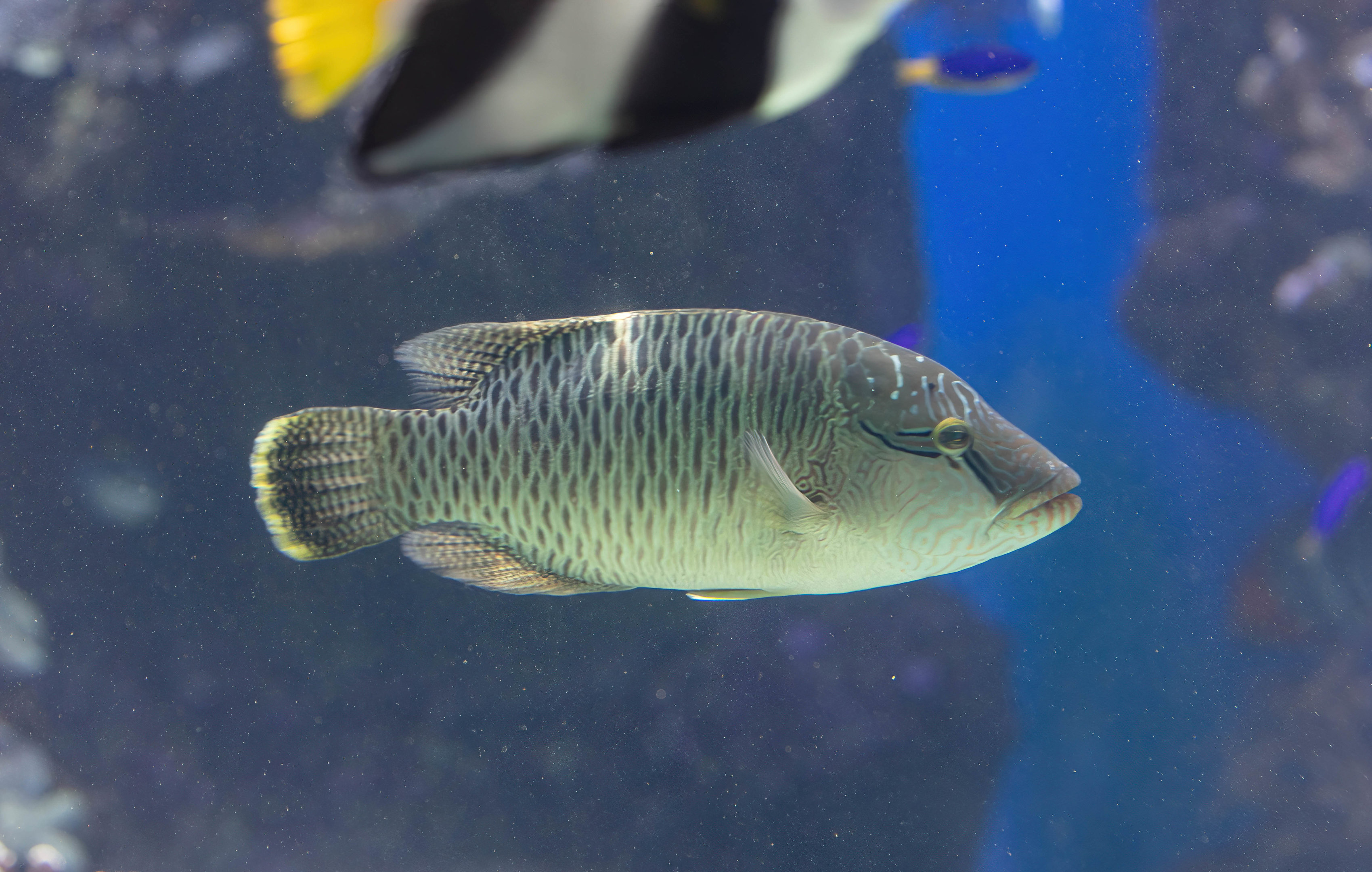 Humphead Maori Wrasse (immature)