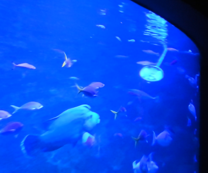 Humphead Maori Wrasse target feeding