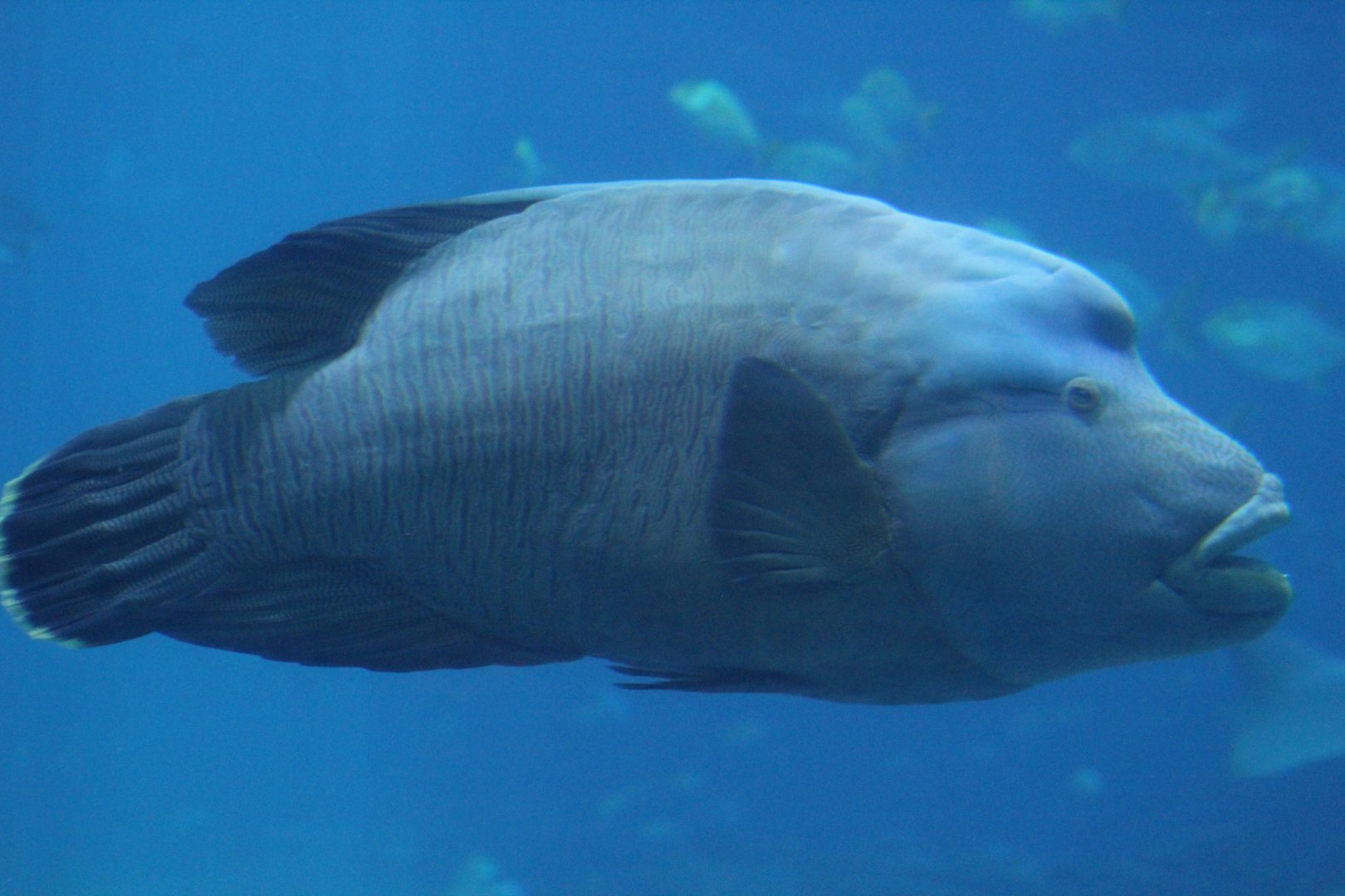 Humphead Māori Wrasse