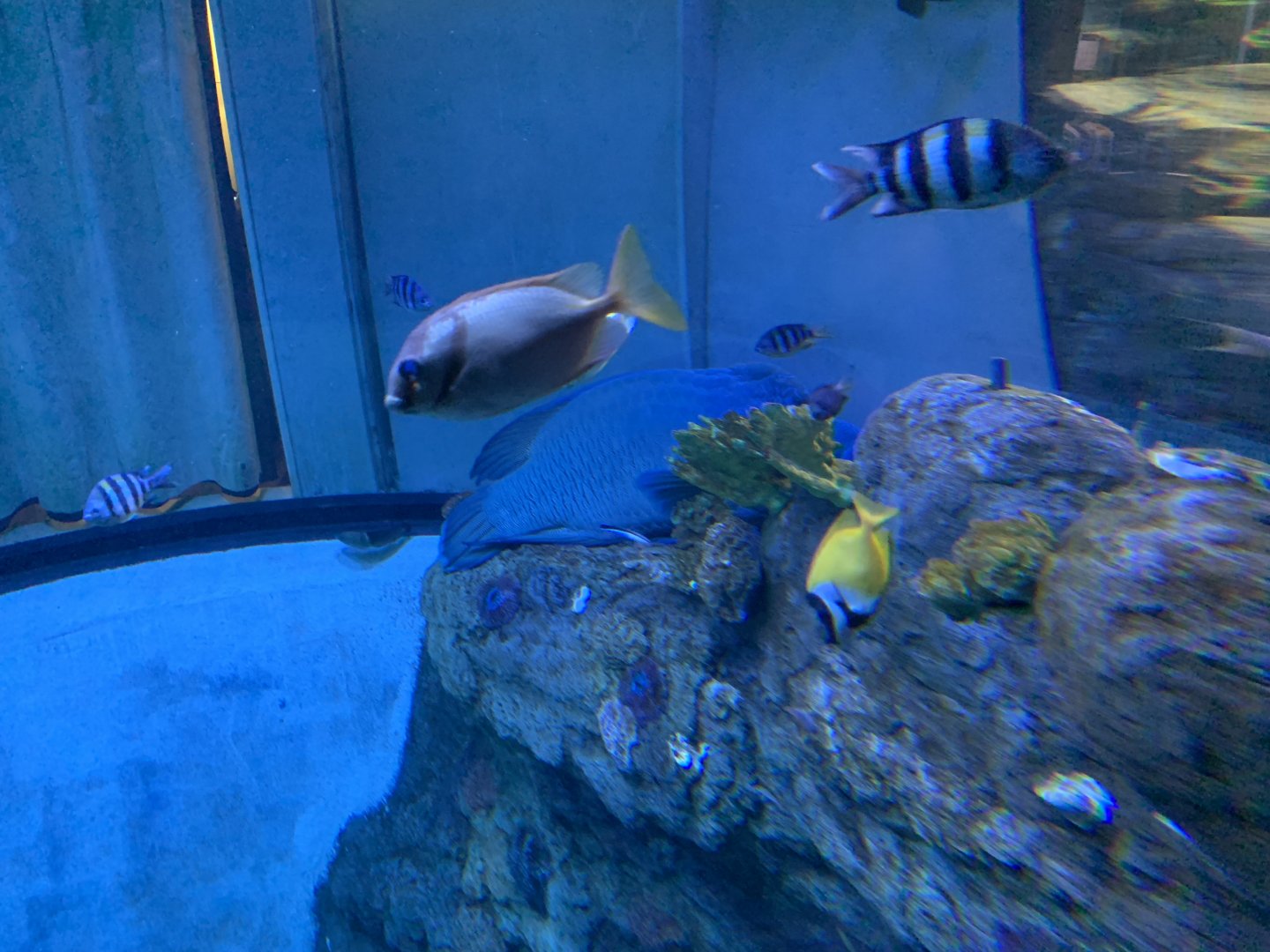 Humphead Maori Wrasse