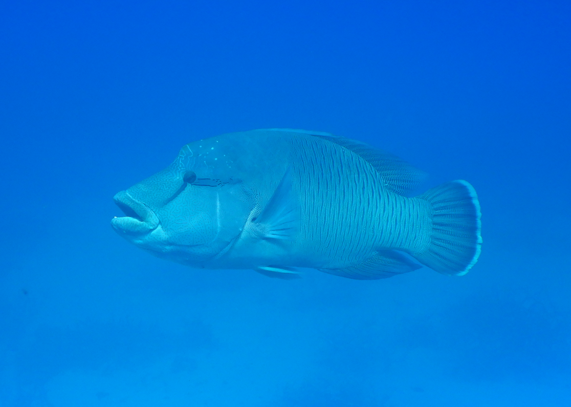 Humphead Maori Wrasse