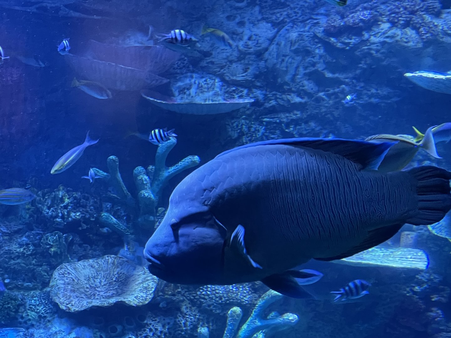 humphead wrasse (cheilinus undulatus) - BX Sea