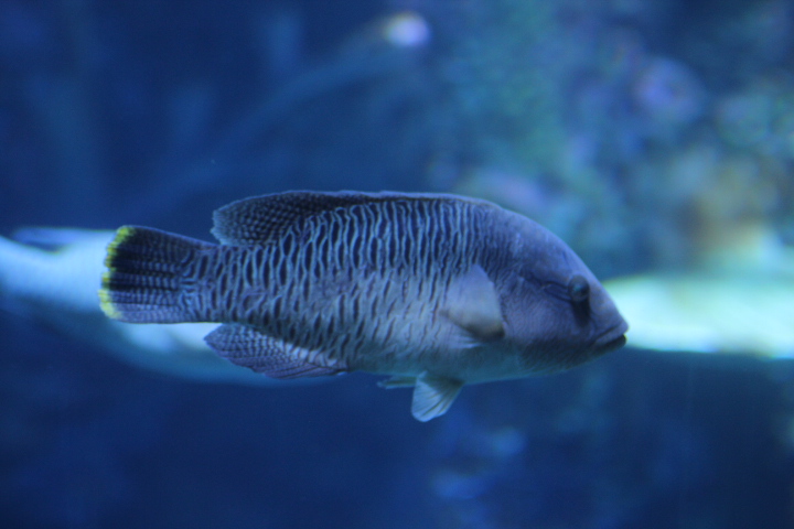 Humphead wrasse (Cheilinus undulatus) - BXSea