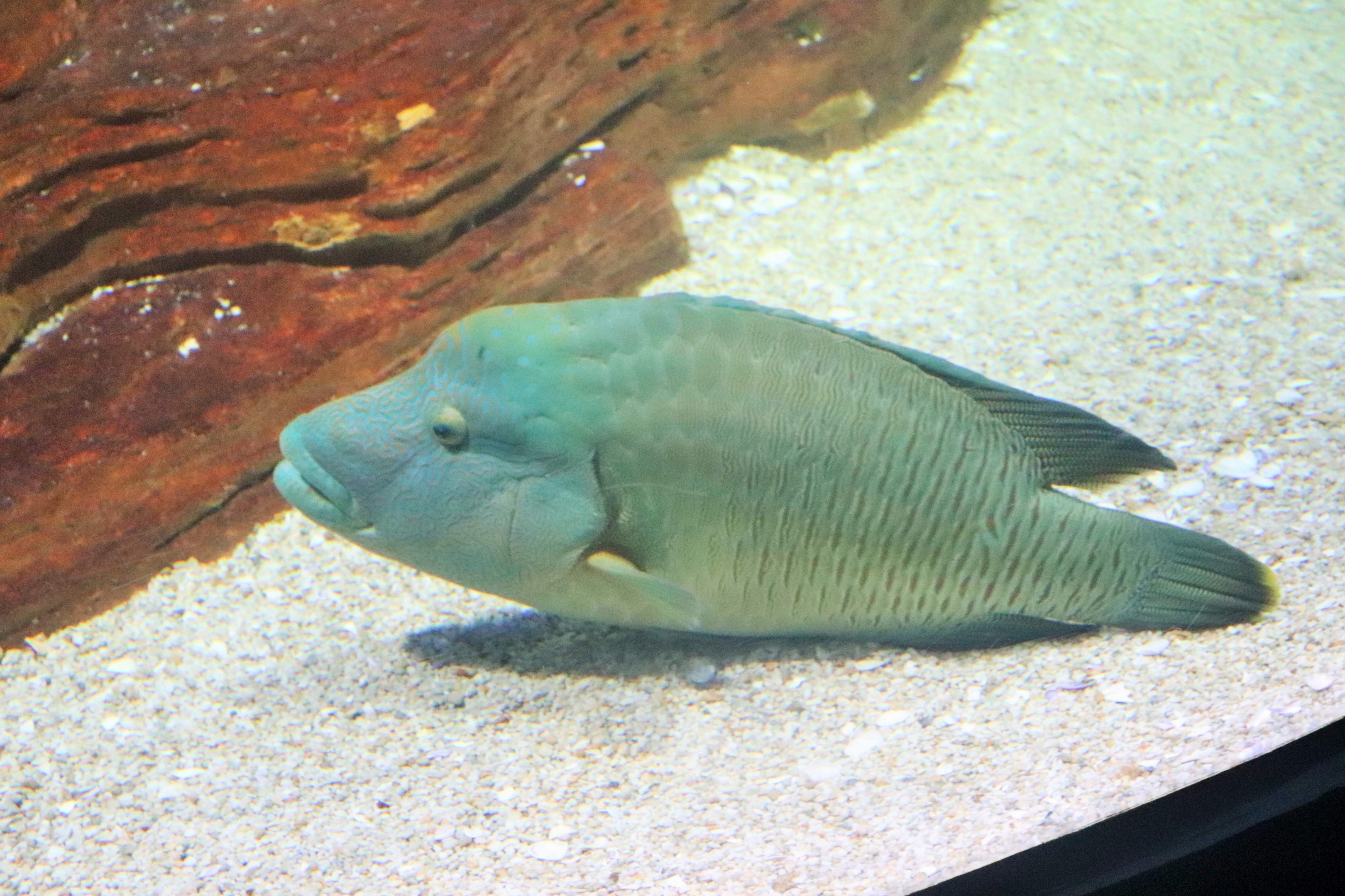 Humphead Wrasse (Cheilinus undulatus)