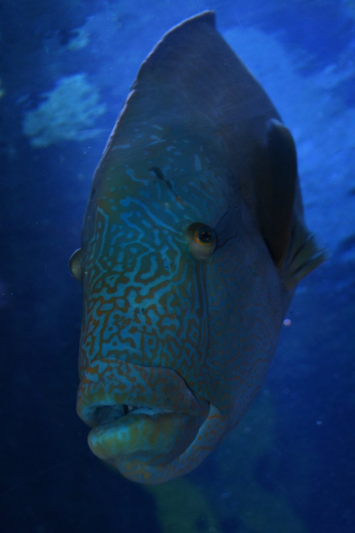 Humphead wrasse (Cheilinus undulatus)