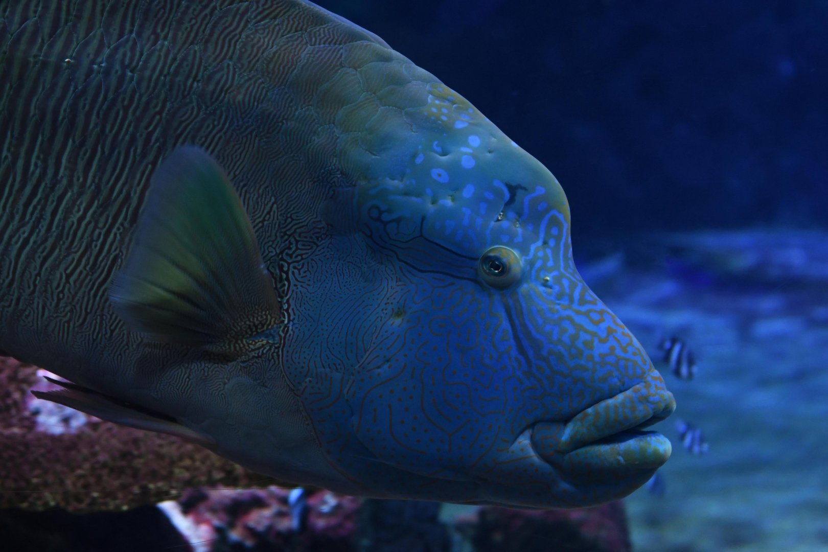 Humphead wrasse (Cheilinus undulatus)
