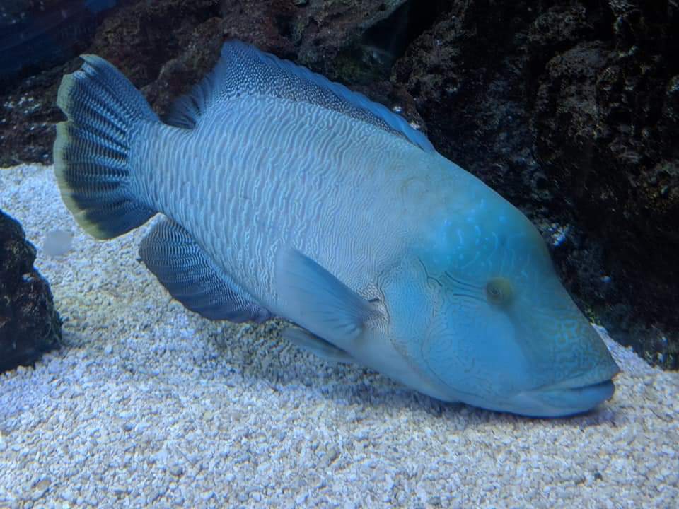 Humphead wrasse (Cheilinus undulatus)