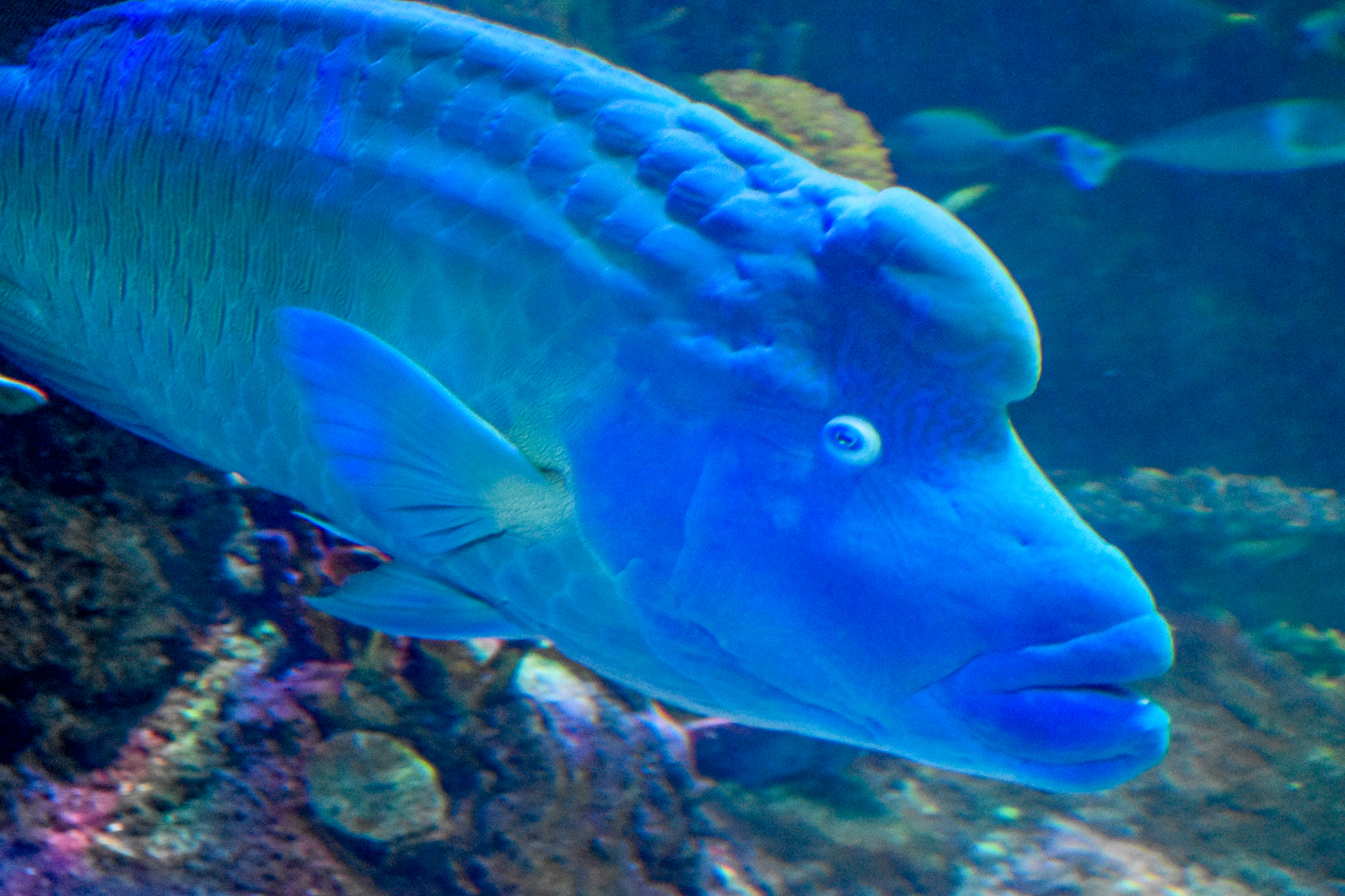 Humphead Wrasse (Cheilinus undulatus)