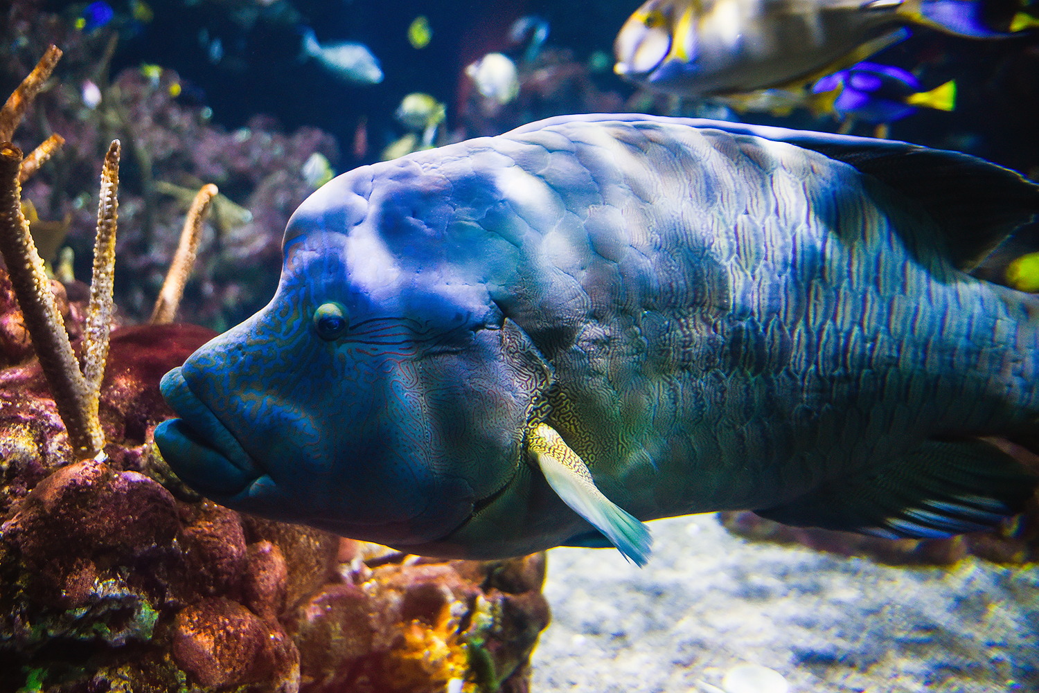 Humphead wrasse (Cheilinus undulatus)