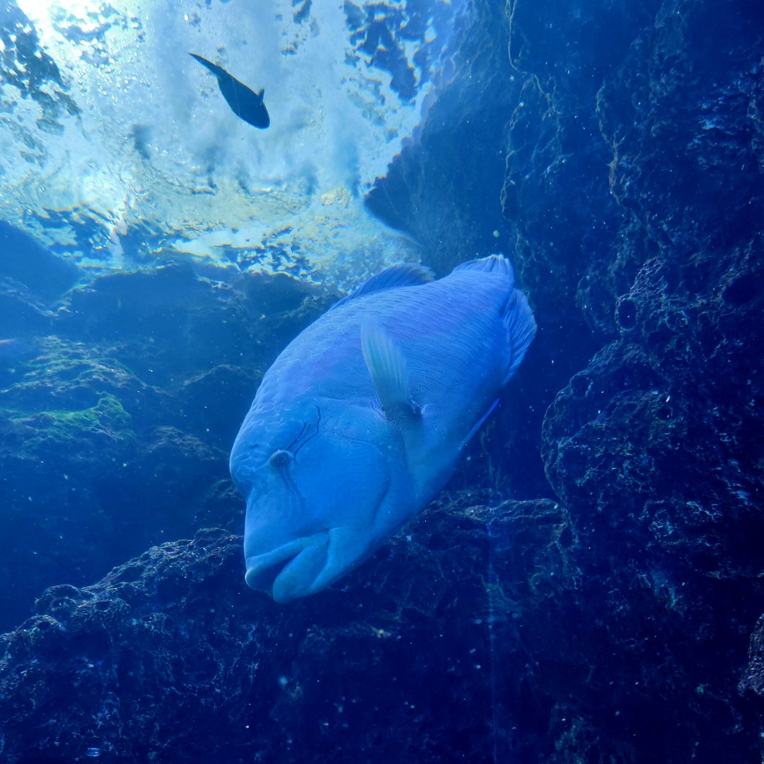 Humphead Wrasse (Cheilinus undulatus)