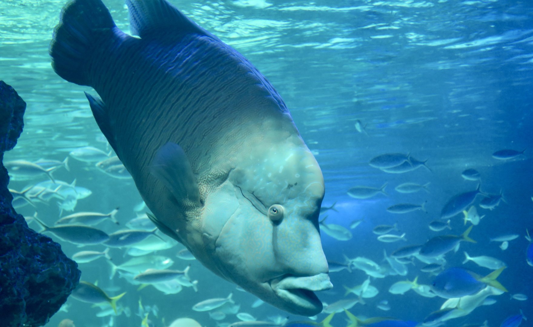 Humphead Wrasse (Cheilinus undulatus)