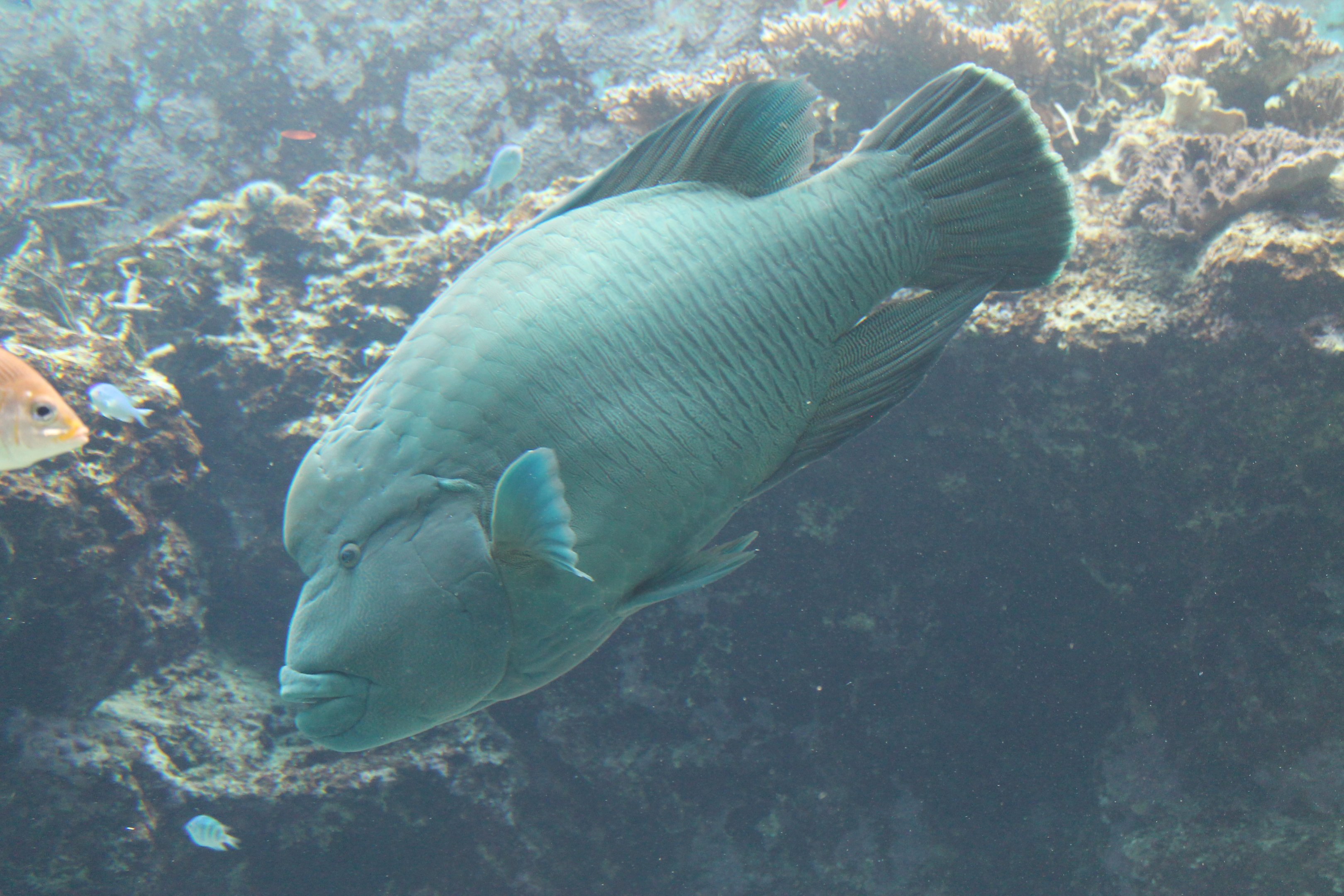 Humphead Wrasse (Cheilinus undulatus)