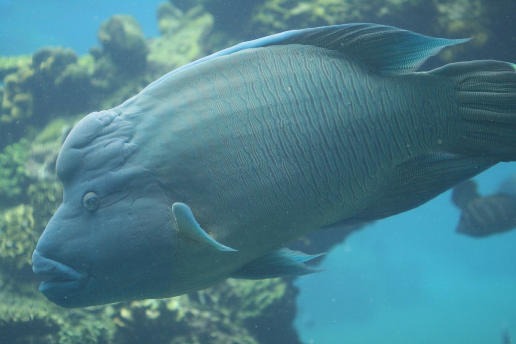 Humphead Wrasse