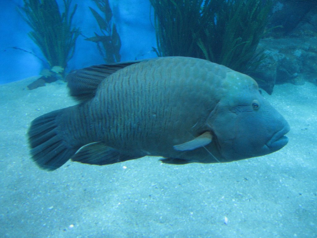 Humphead Wrasse