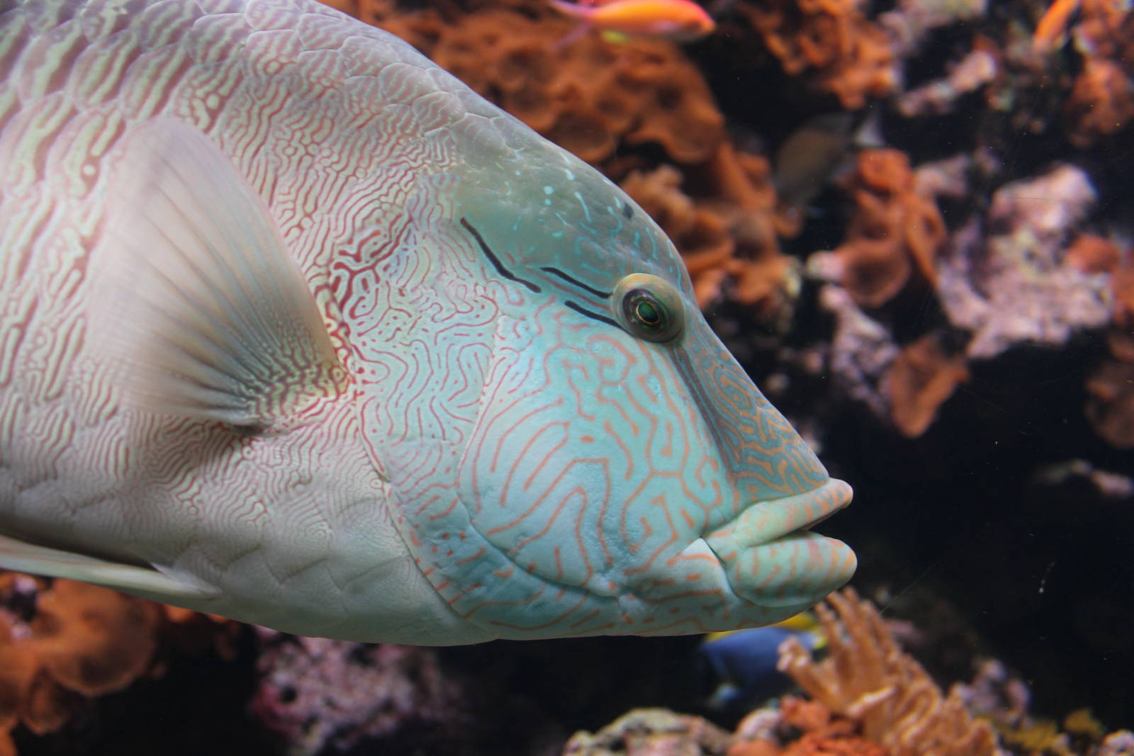 Humphead Wrasse