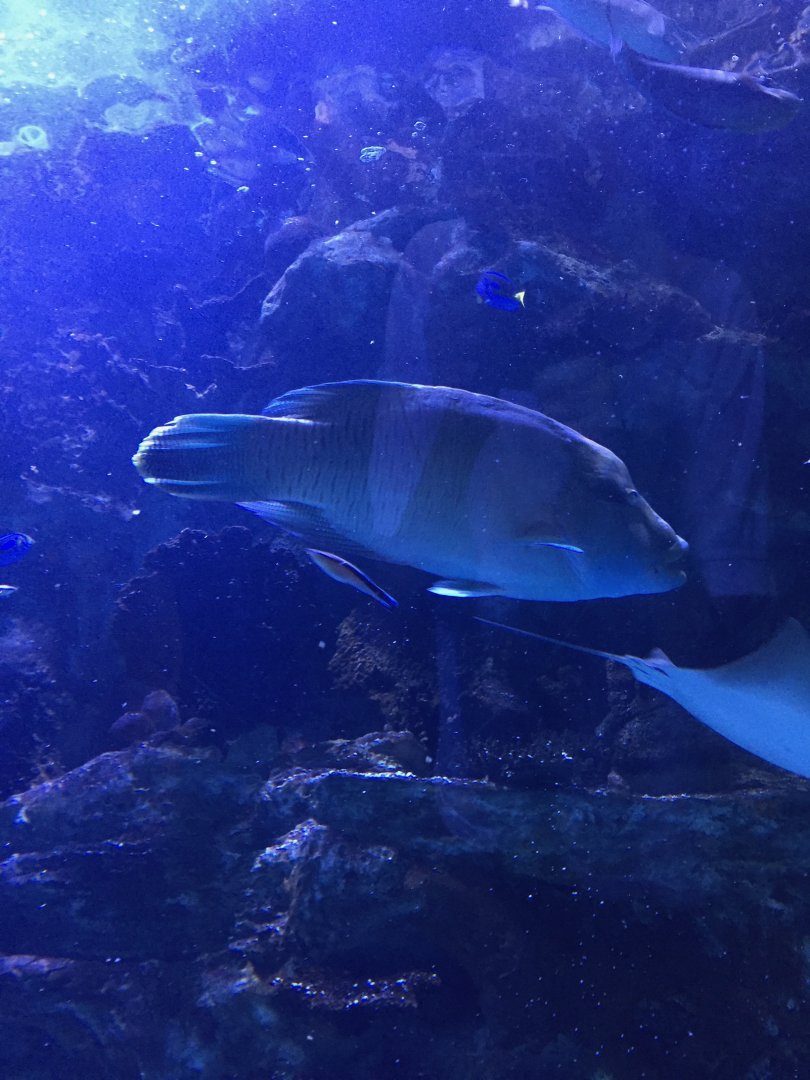 Humphead Wrasse