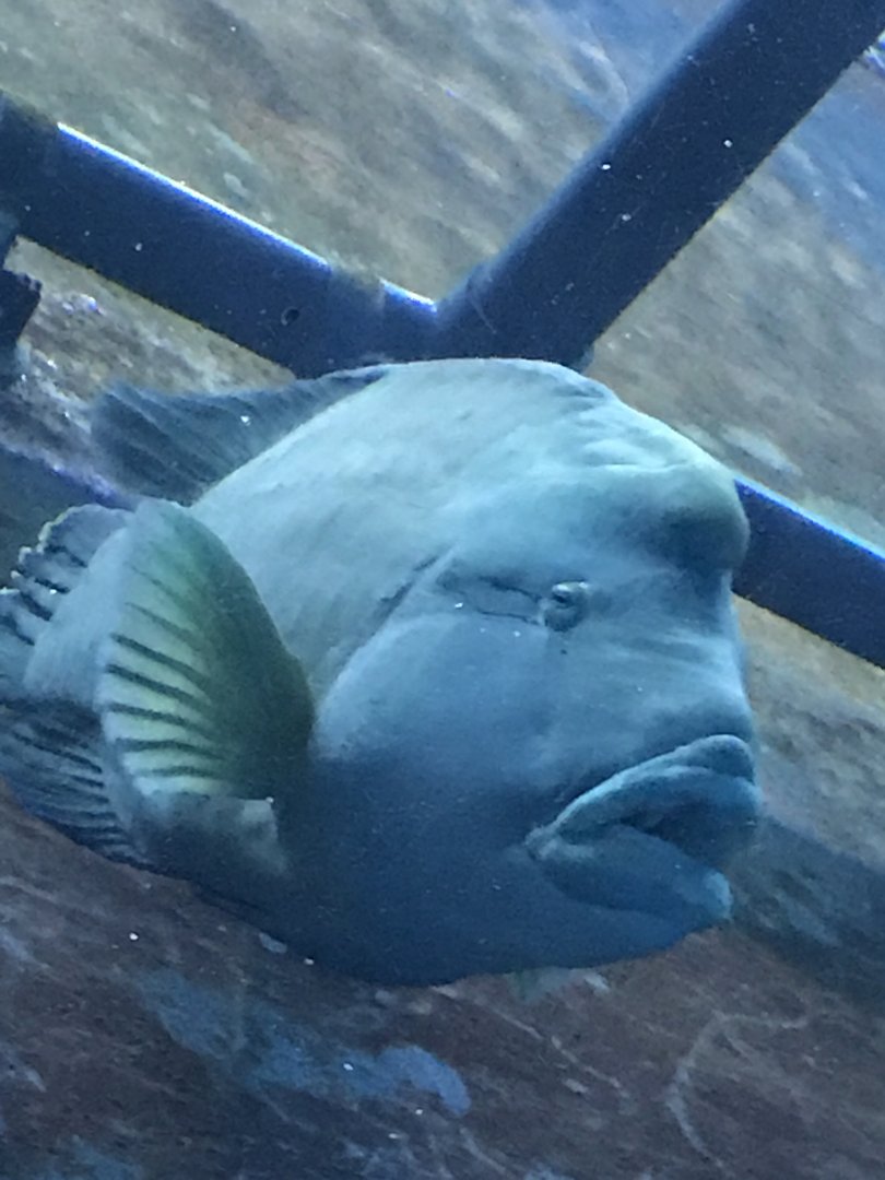 Humphead wrasse