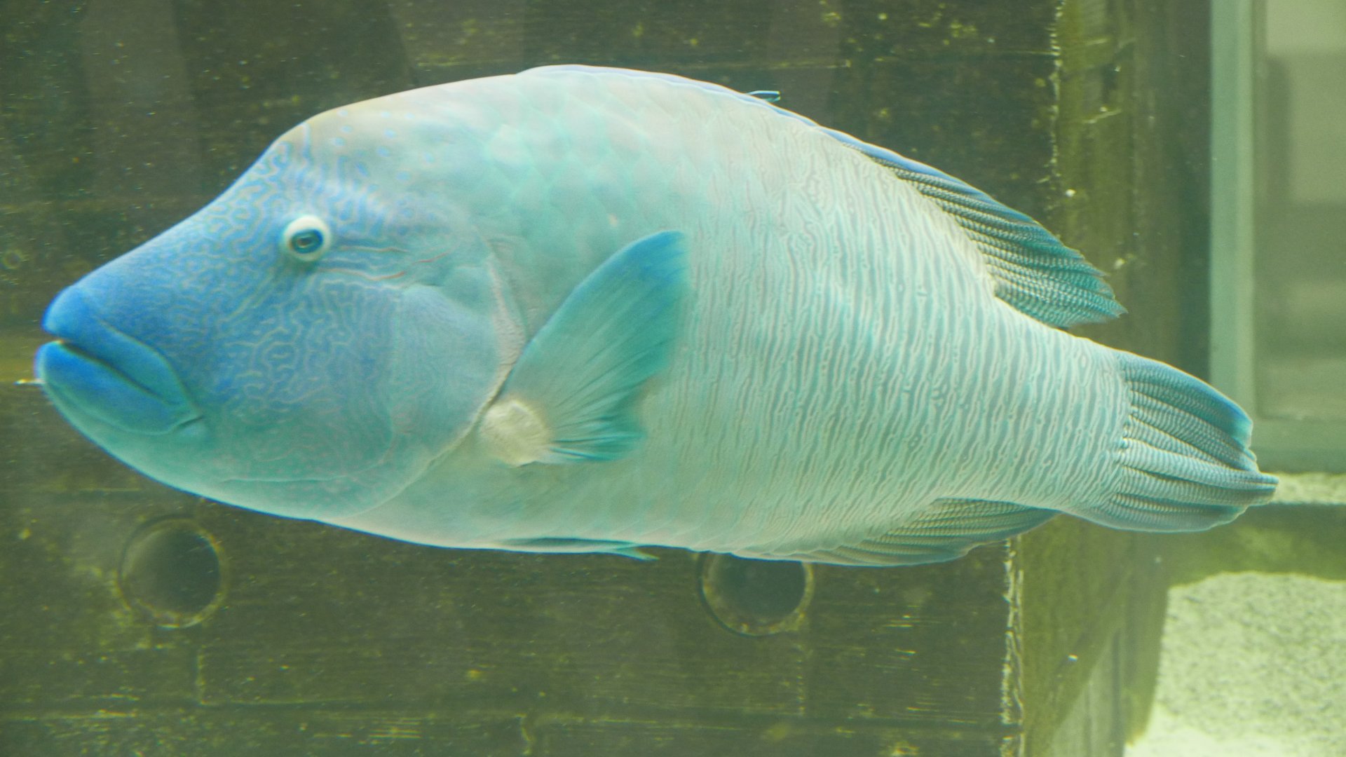 Humphead Wrasse