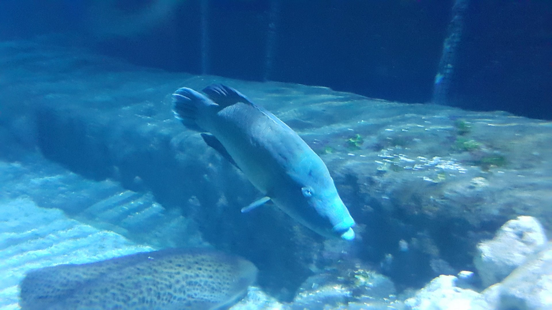 Humphead Wrasse