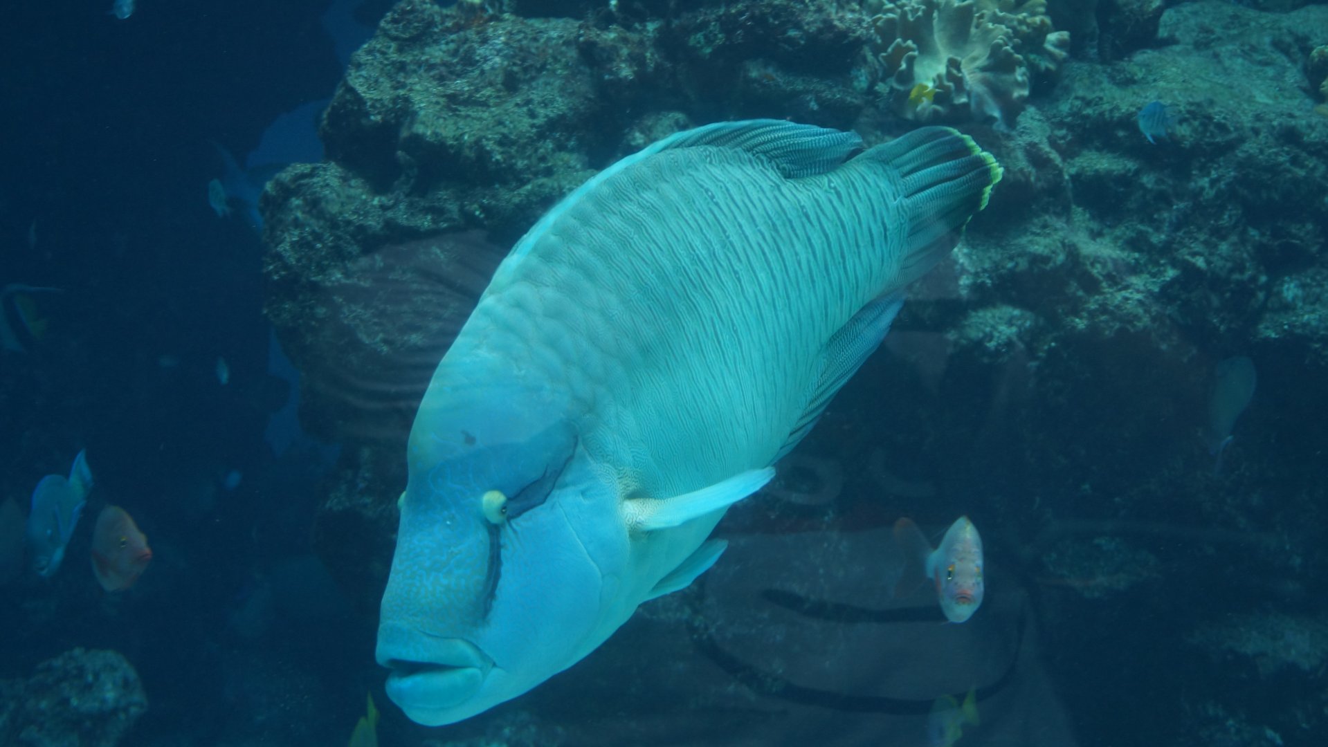 Humphead Wrasse